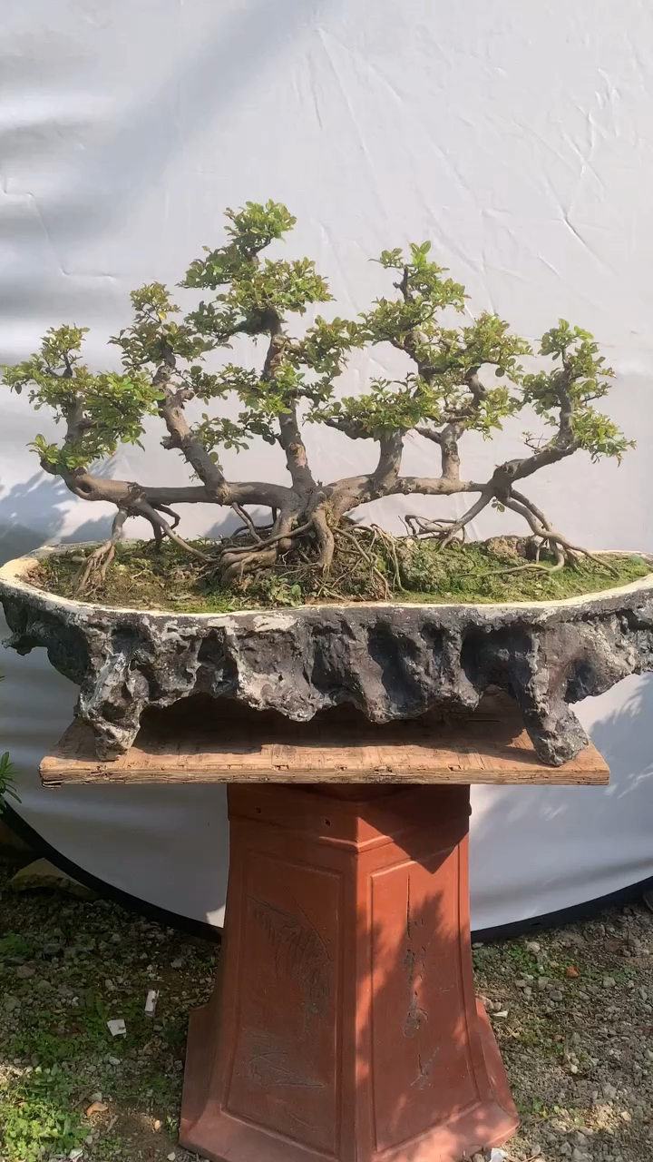 分享一棵过桥式雀梅盆景,大家觉得怎么样?