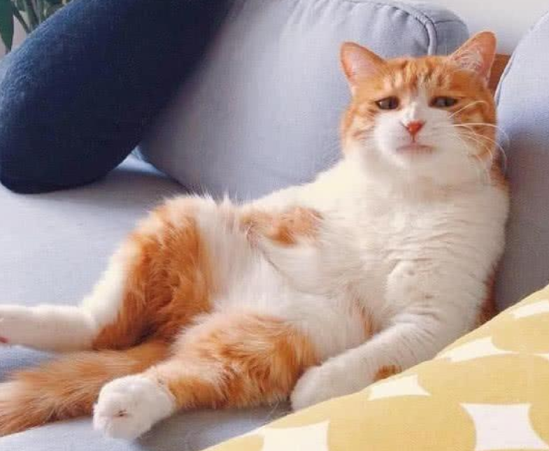 橘猫的葛优躺,看着比老大妈老大爷还舒服,样子太可爱了