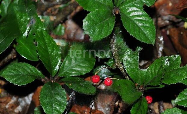 中药材——九节龙