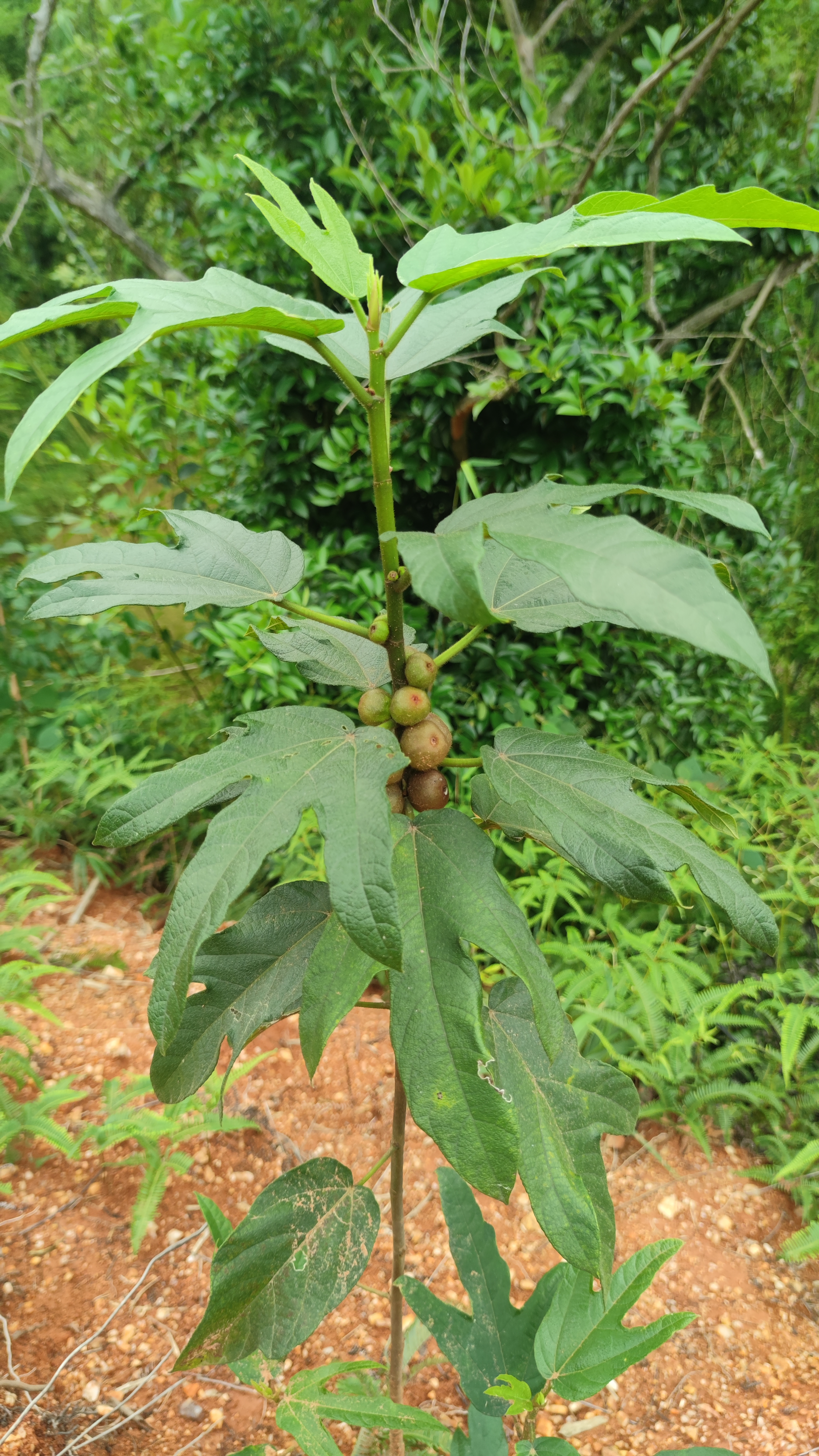 野生五指毛桃的价值