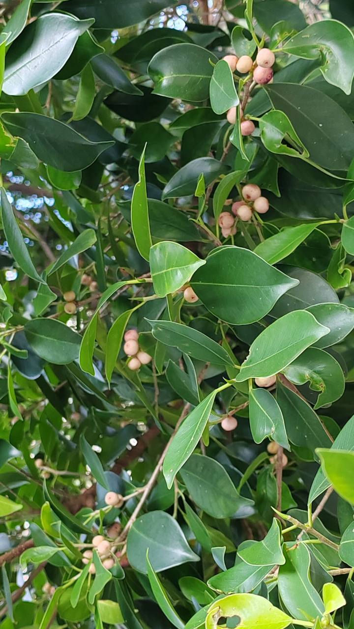 发现新鲜事:原来小叶榕的果子这么可爱,像彩色的迷你汤圆