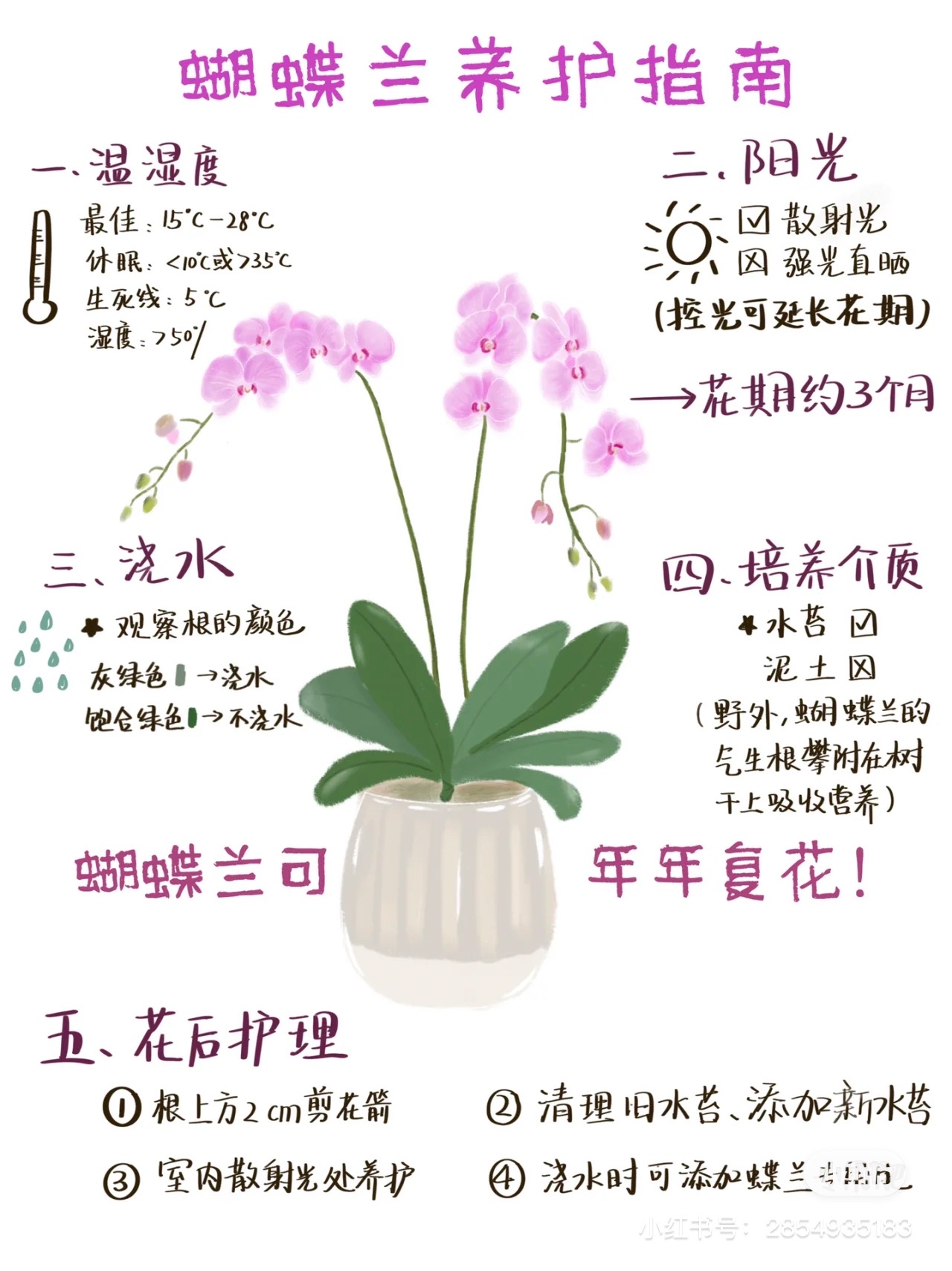 年宵花榜首!蝴蝶兰养护指南