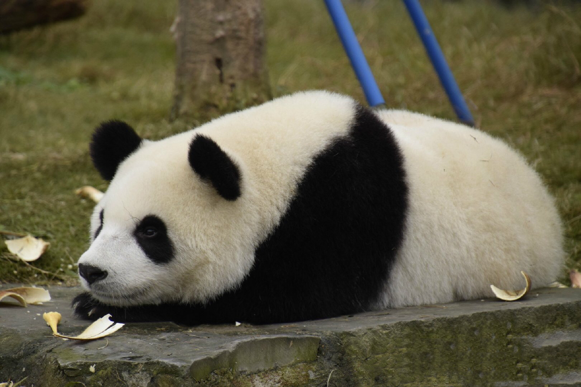 大猫猫牌抱枕,已在国宝不回应你网站上线销售.