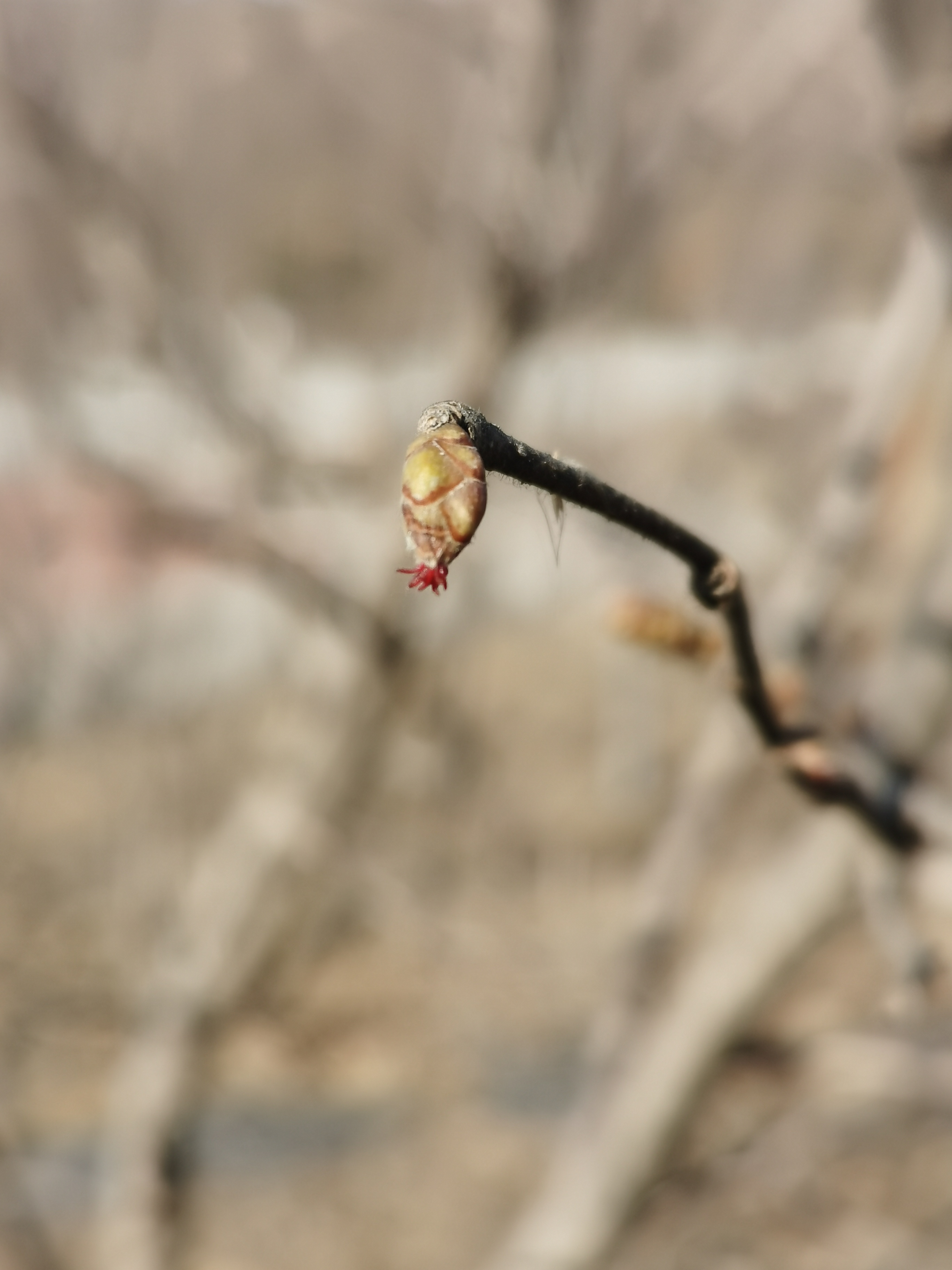 山东诸城榛子雌花初放