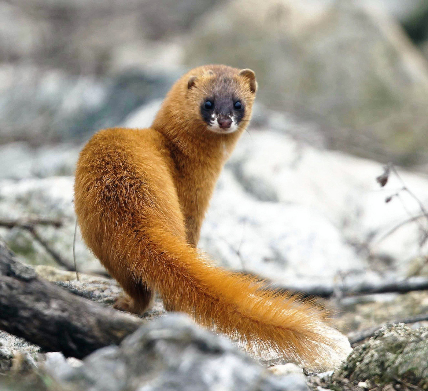 没想到,黄鼠狼站起来的模样还蛮可爱的,奇怪的是,见到人它不但没跑,还