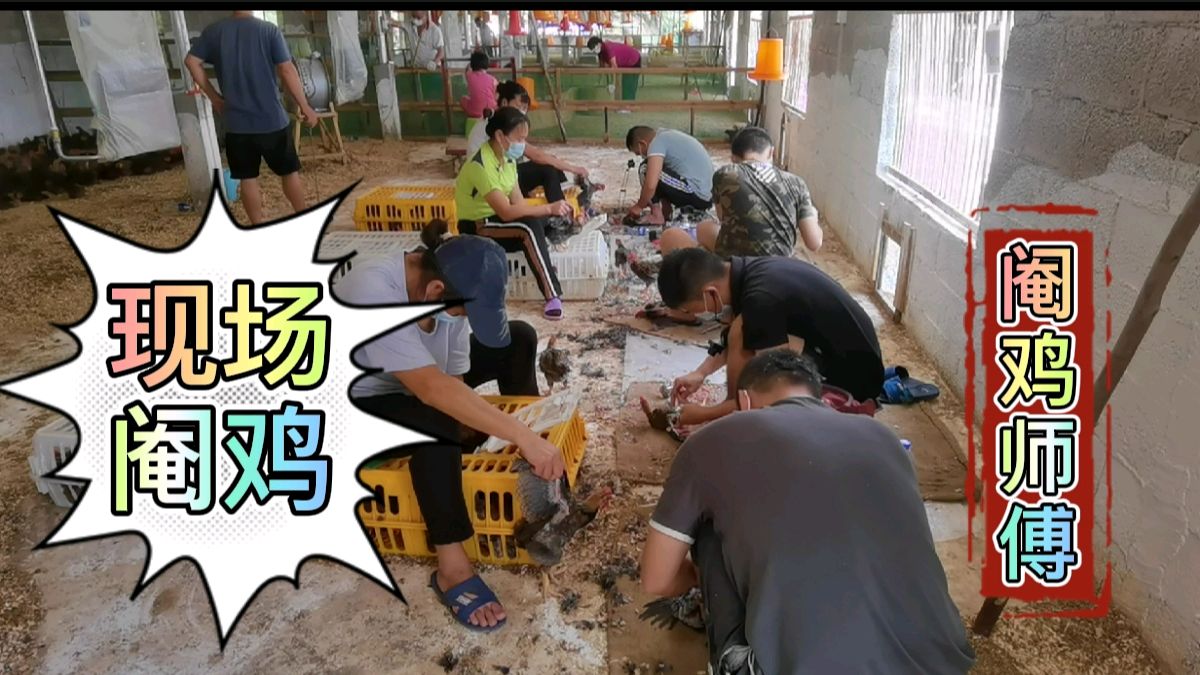 阉鸡师傅阉鸡有技巧,只要了三样工具,整个过程不超一分钟搞定了