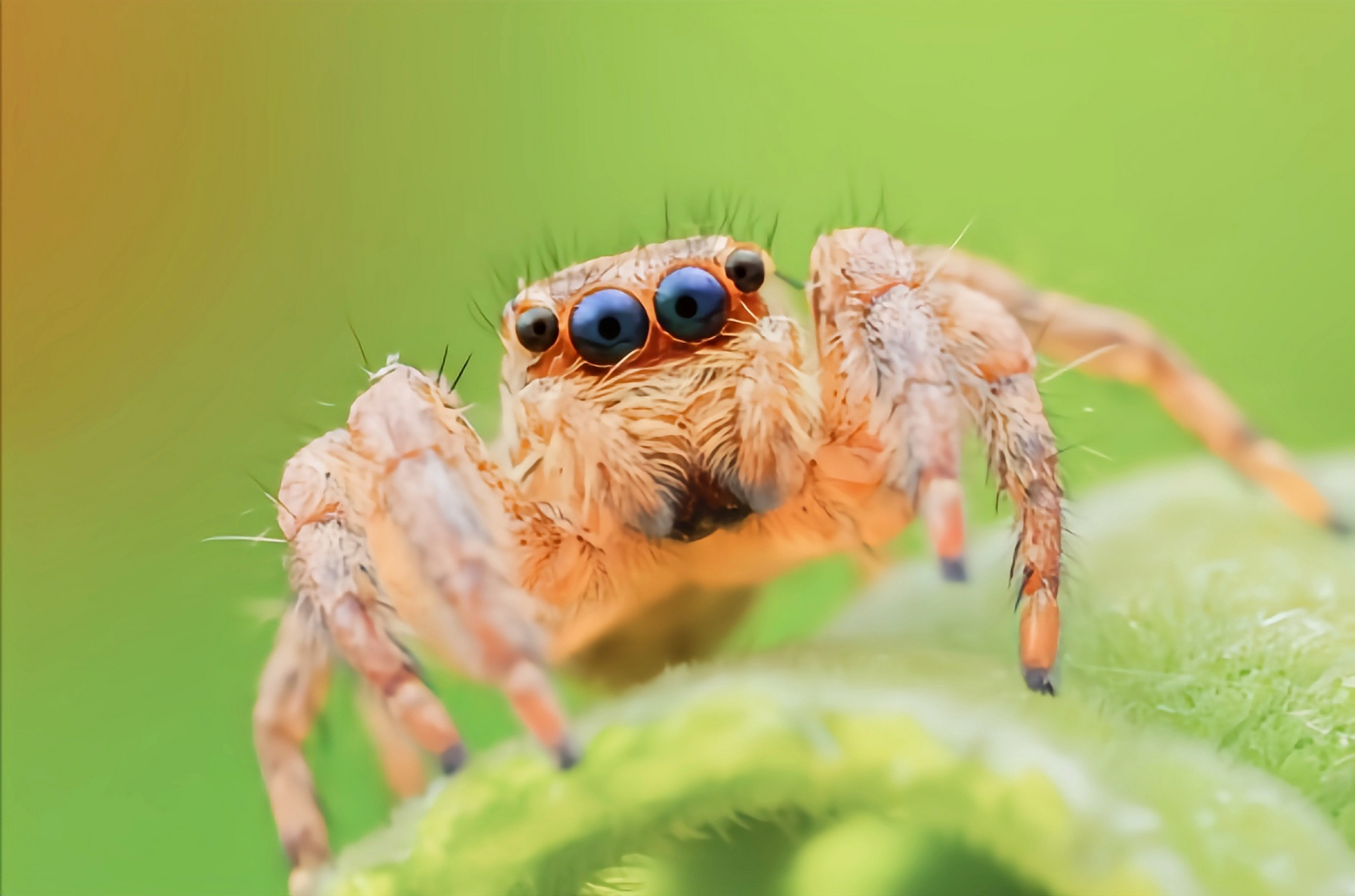 每天认识一种动物——褐条斑蝇虎 褐条斑蝇虎又名黑色蝇虎,是蜘蛛目