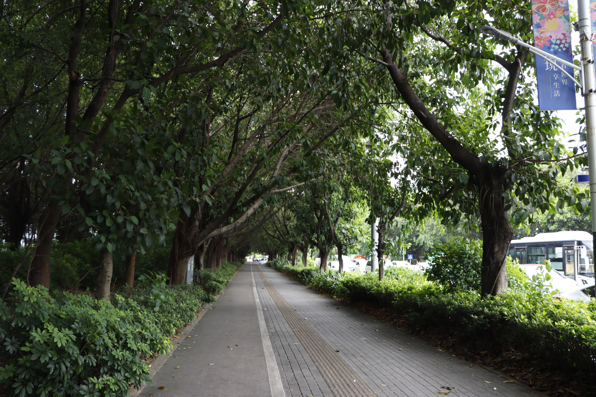 深圳龙岗区安良六村风光摄影