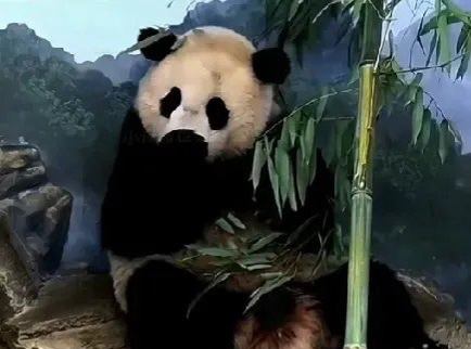 旅美小奇迹被欺负,唯一玩具被故意涂抹蜂蜜粘满全身毛发