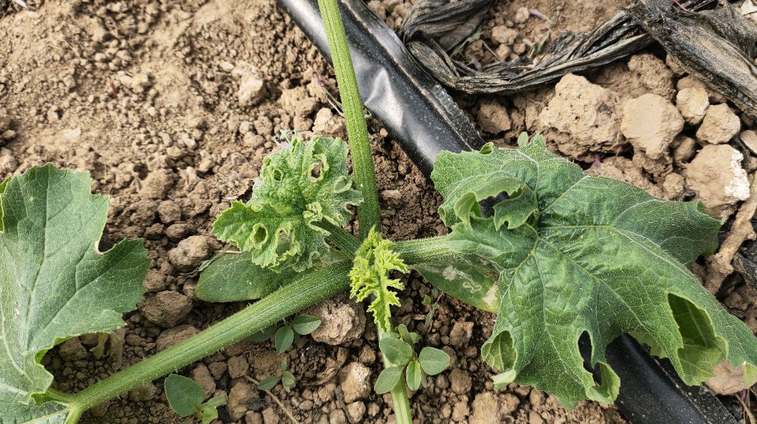 西葫芦病毒病近期很严重