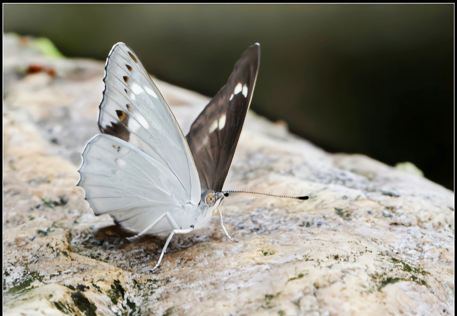 每天认识一种昆虫——傲白蛱蝶  傲白蛱蝶是峡蝶科白蛱蝶属昆虫,双翅
