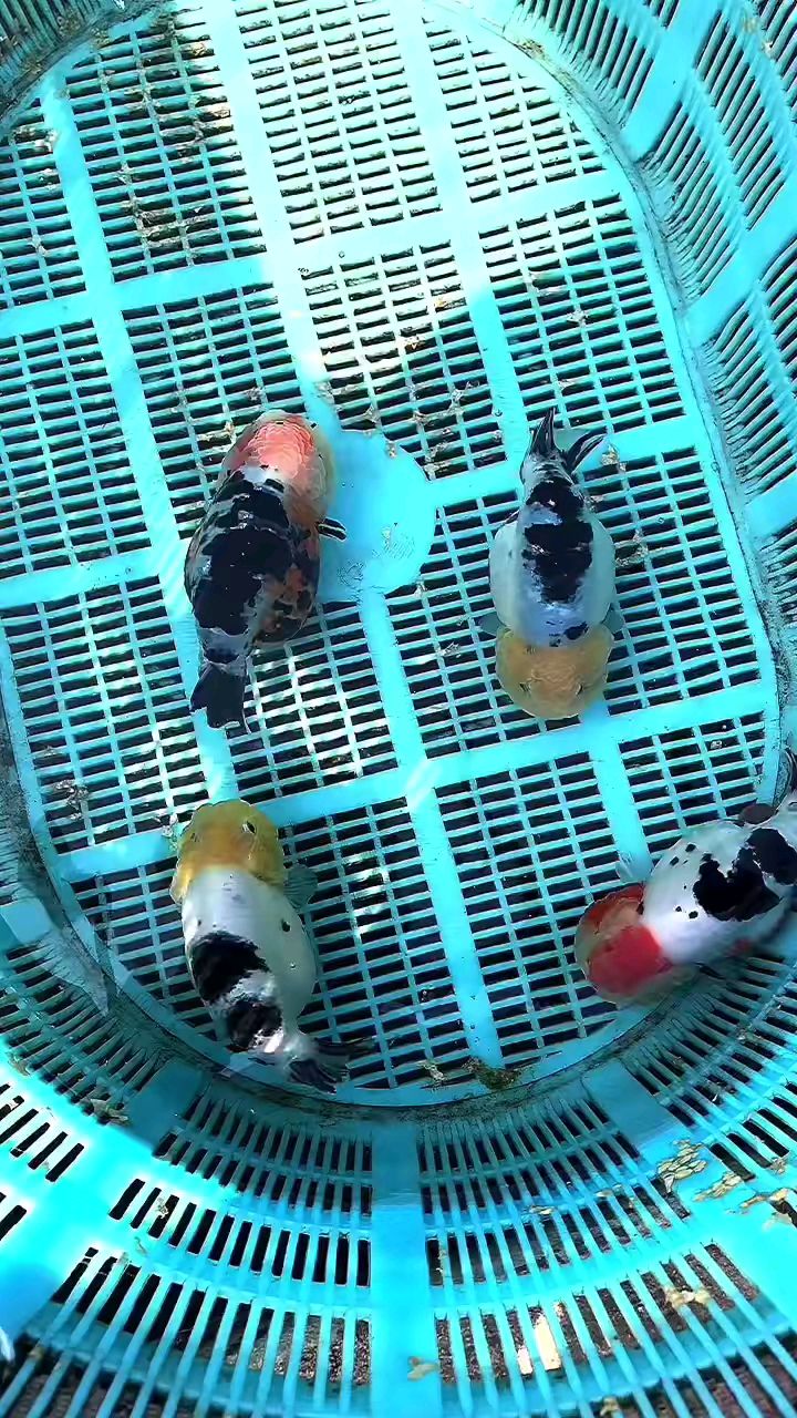 大叔爱好,懂了么,奶牛兰寿