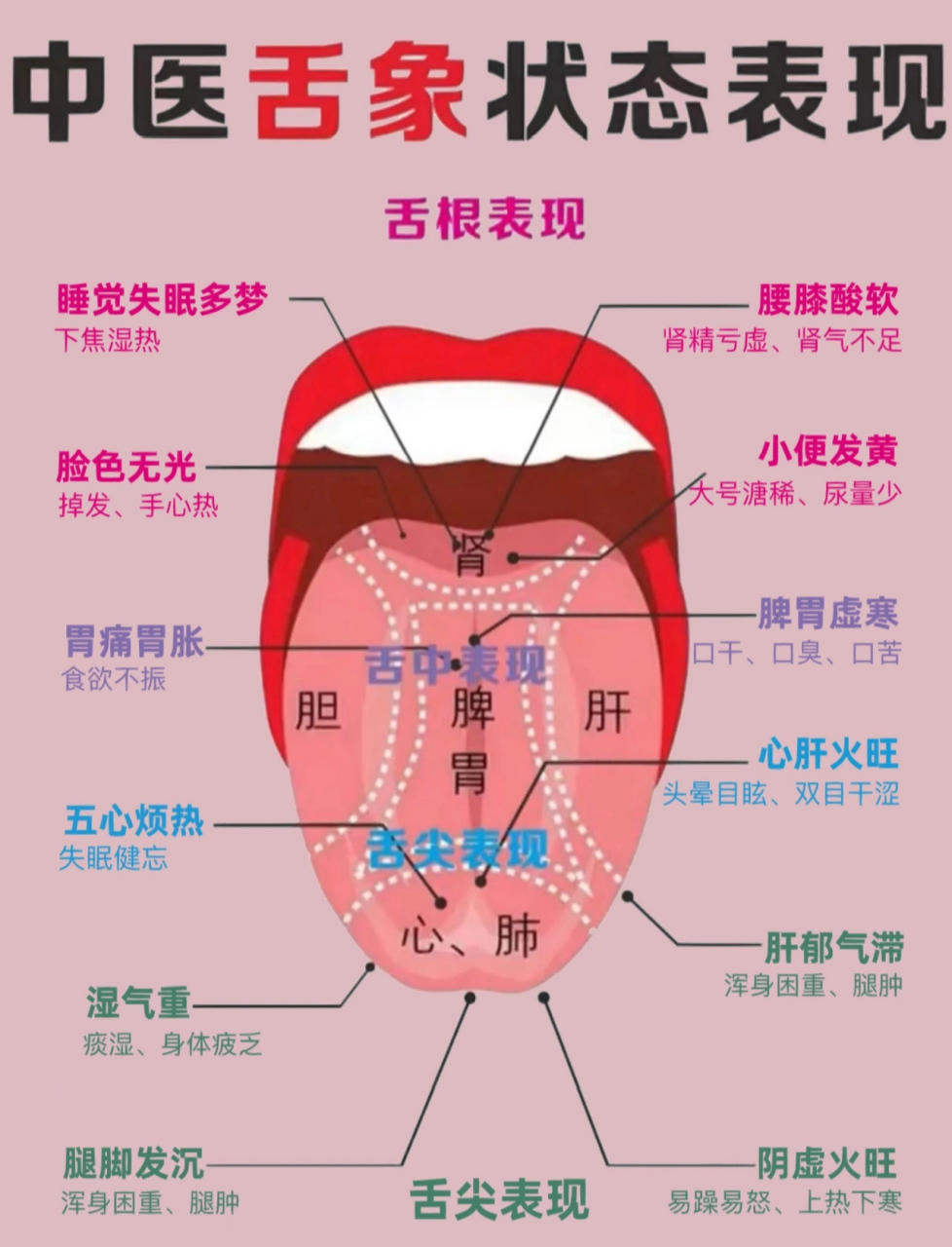 舌头分布图图片