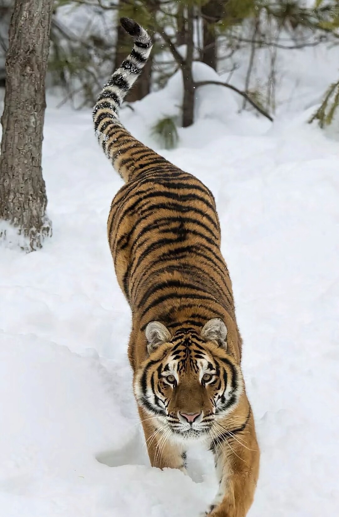 猛虎图片霸气高清图片