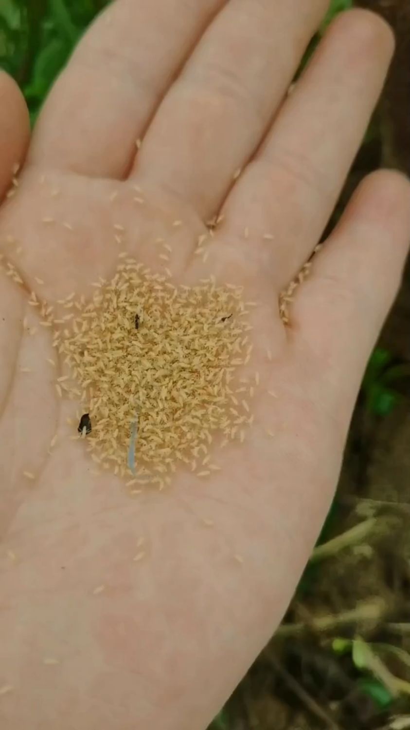 人工金蝉养殖,知了猴幼虫幼苗爬叉农村最火养殖行业你养我回收