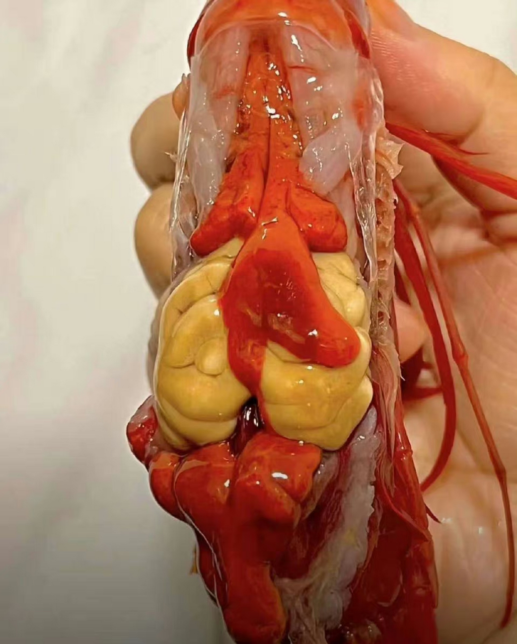 红魔虾,刺身鲜甜,煎熟脆弹,虾脑浓香,谁还没吃过,海鲜刺身.