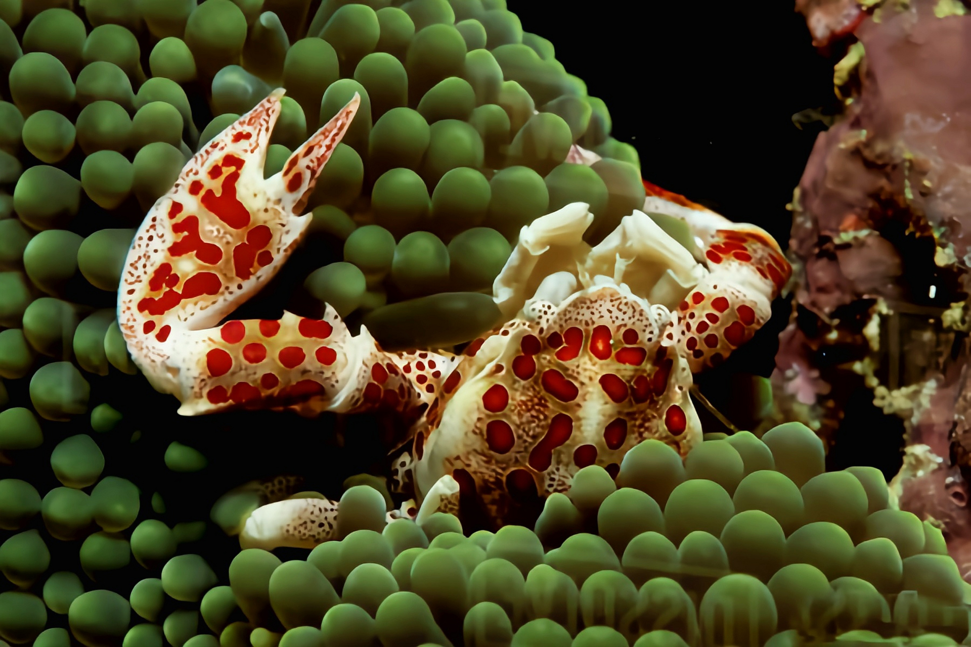 每天认识一种动物——红斑新岩瓷蟹 红斑新岩瓷蟹原产于印度洋至