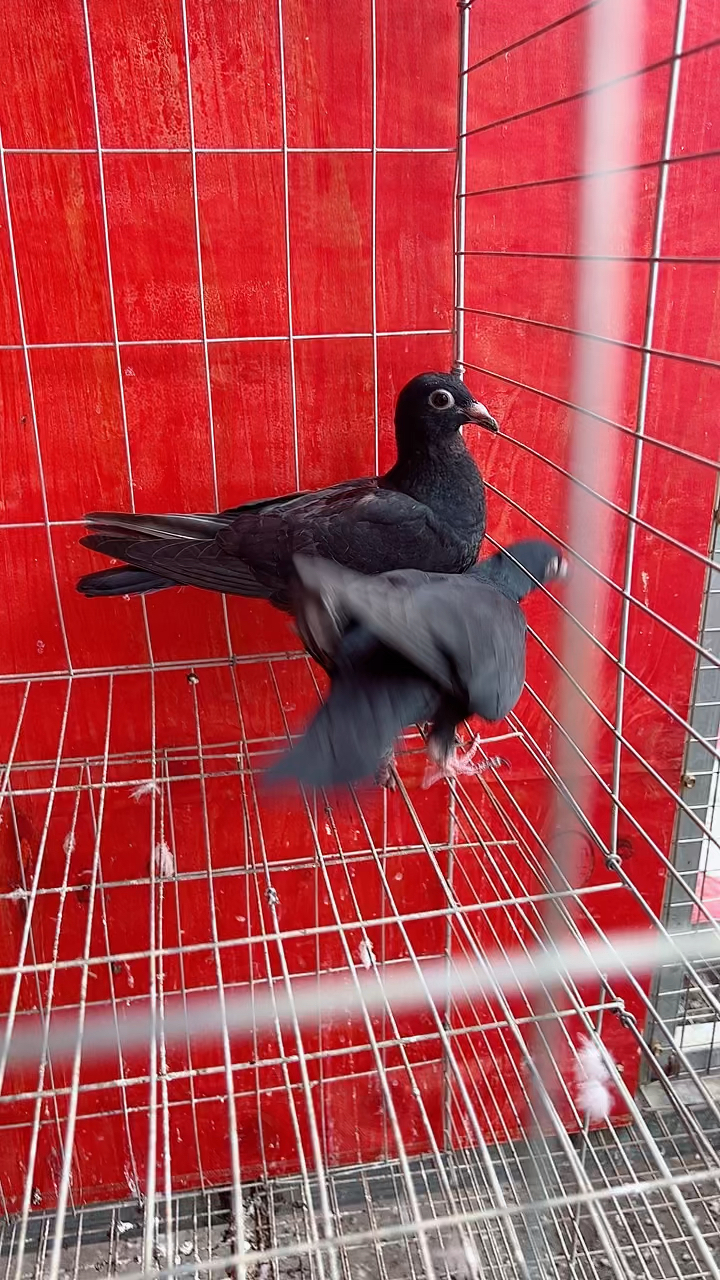 纯黑紫罗兰鸽子一对,有喜欢的朋友没有?