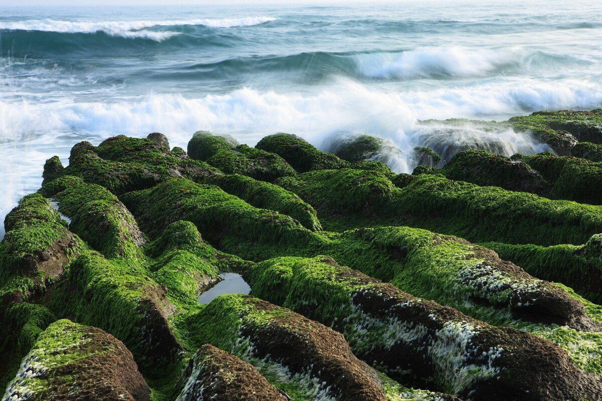 咬一口满是大海与阳光的味道,对我来说,美味非苔条莫属
