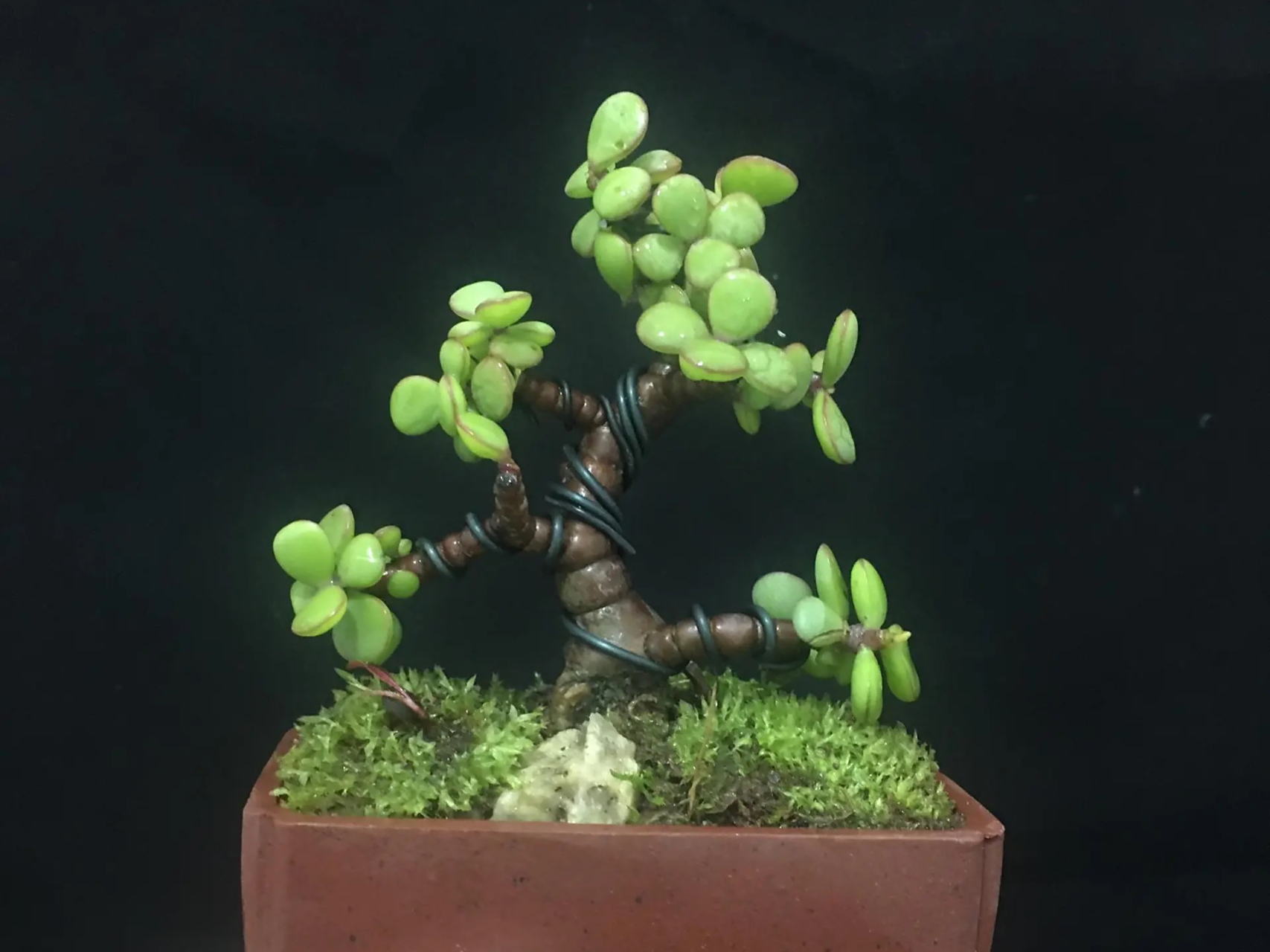 金枝玉叶小盆景,主打一个精致