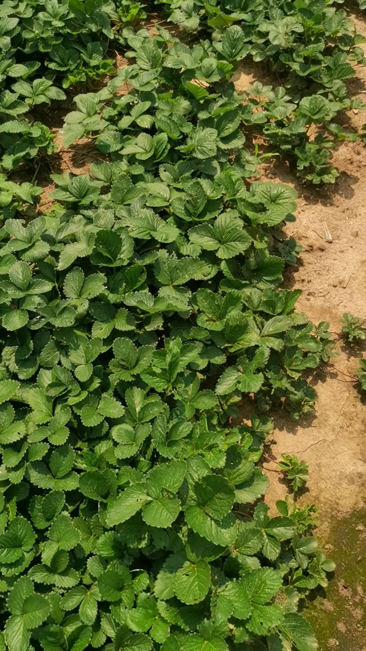 客户实地考察订购妙香三号草莓苗