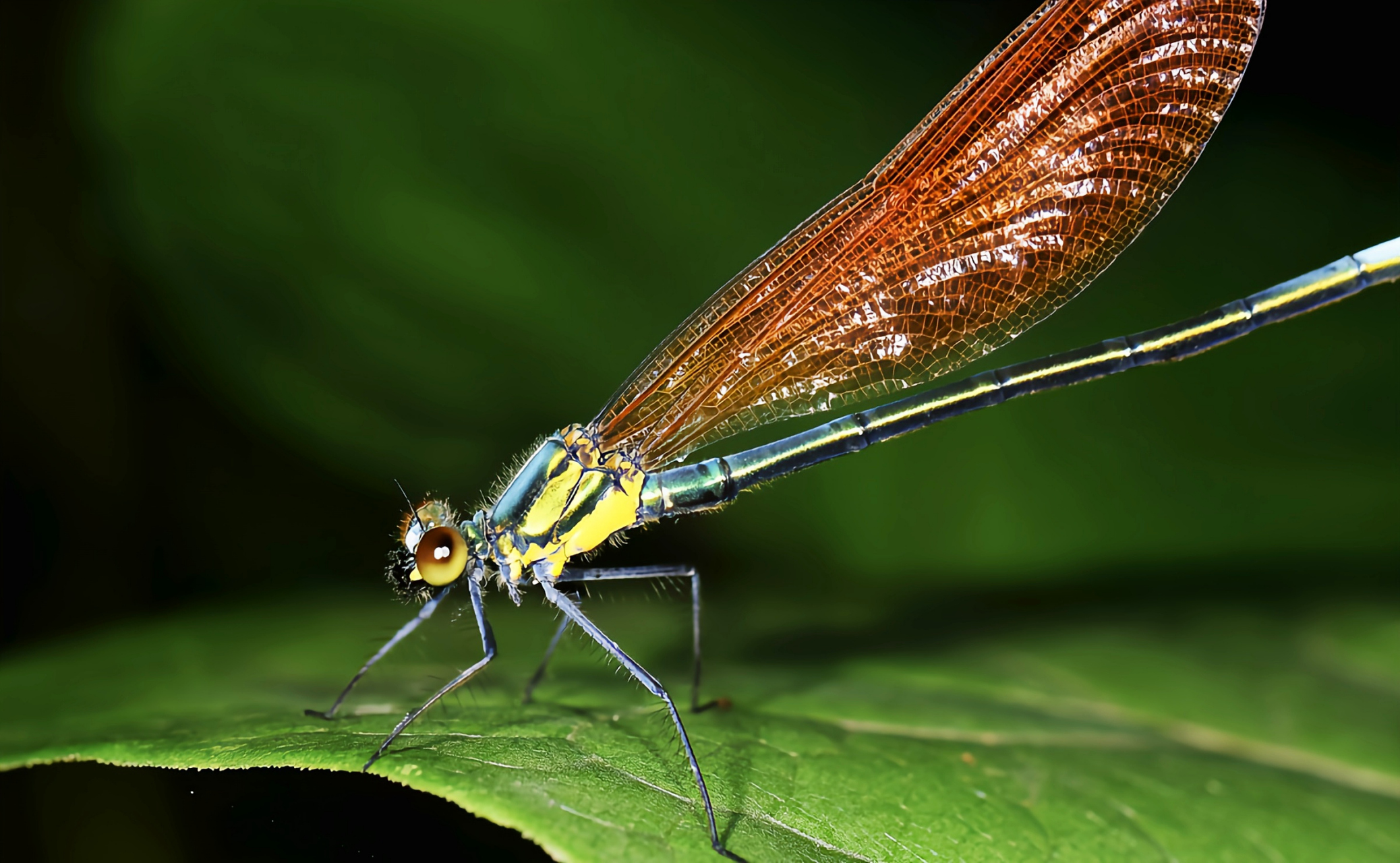 种昆虫——烟翅绿色蟴 烟翅绿色蟴 烟翅绿色蟴是蜻蜓目色蟴科小型昆虫
