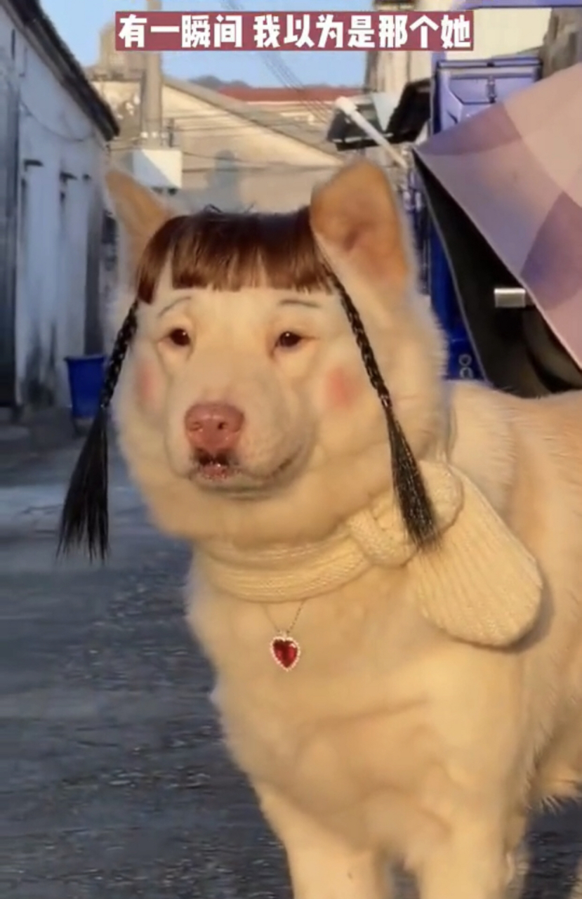 狗狗带上假发,化好妆,挂上项链,系上围巾,活脱脱一个俏皮姑娘.