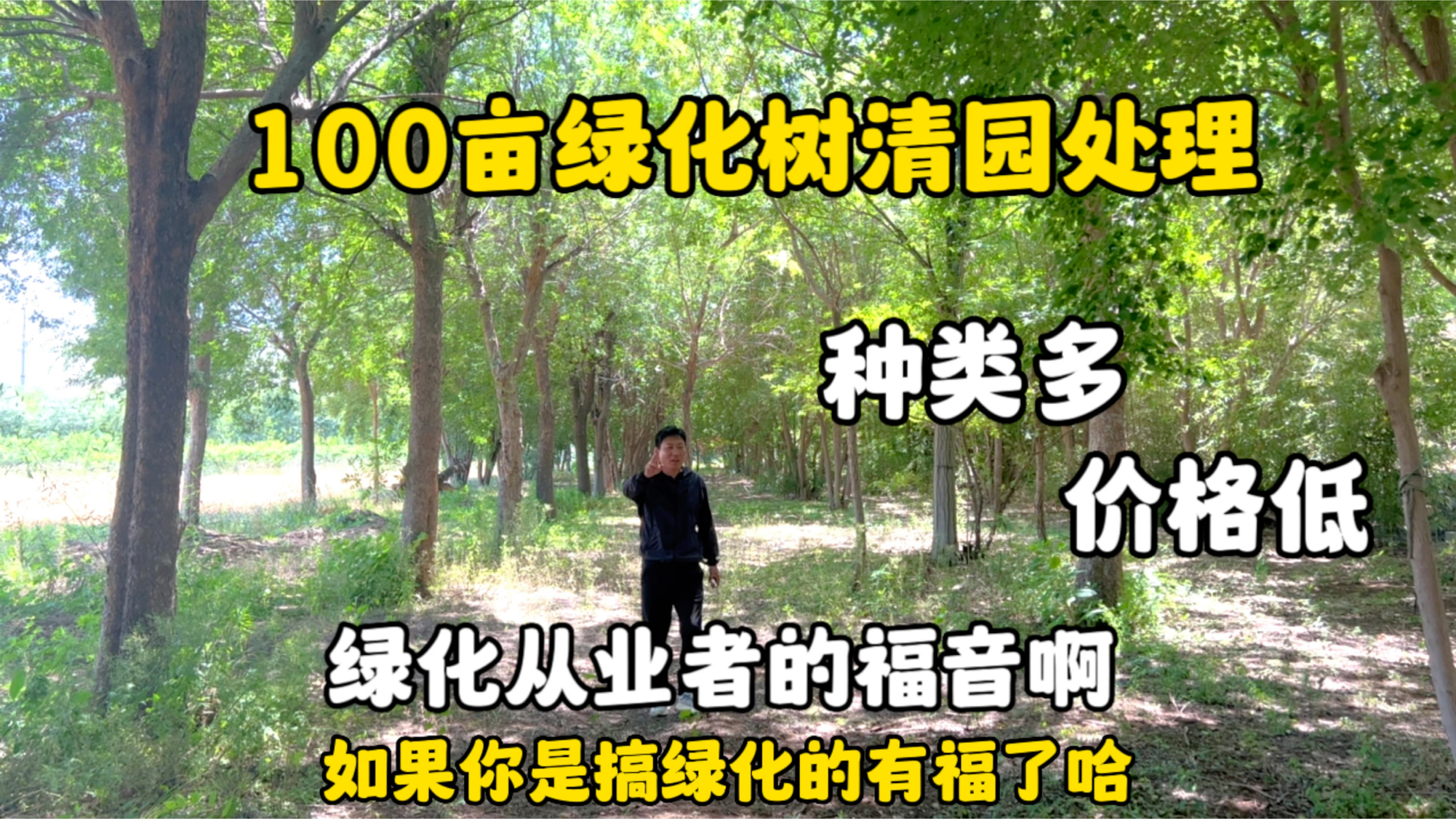 山东济南地区有100亩的风景树要处理,包含了好多种类,真是划算