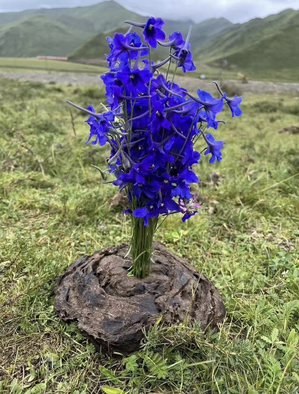 一朵鲜花插在牛粪上,到底什么谁便宜了谁?