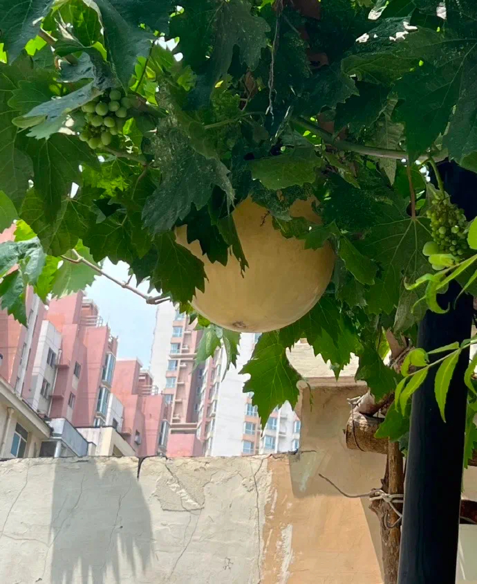 今日热图:这个瓜也太大了吧