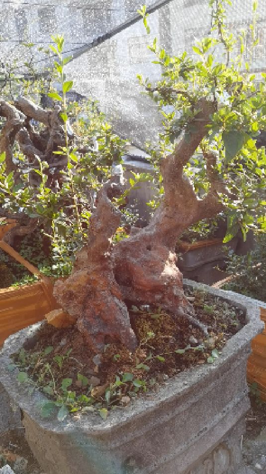 矮霸坨坨映山红