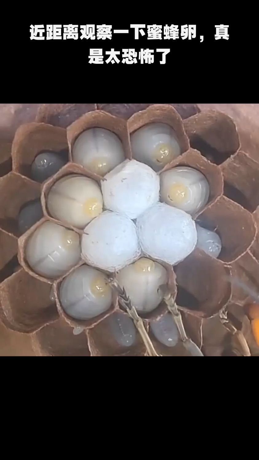 近距离观察一下蜜蜂卵,真是太恐怖了