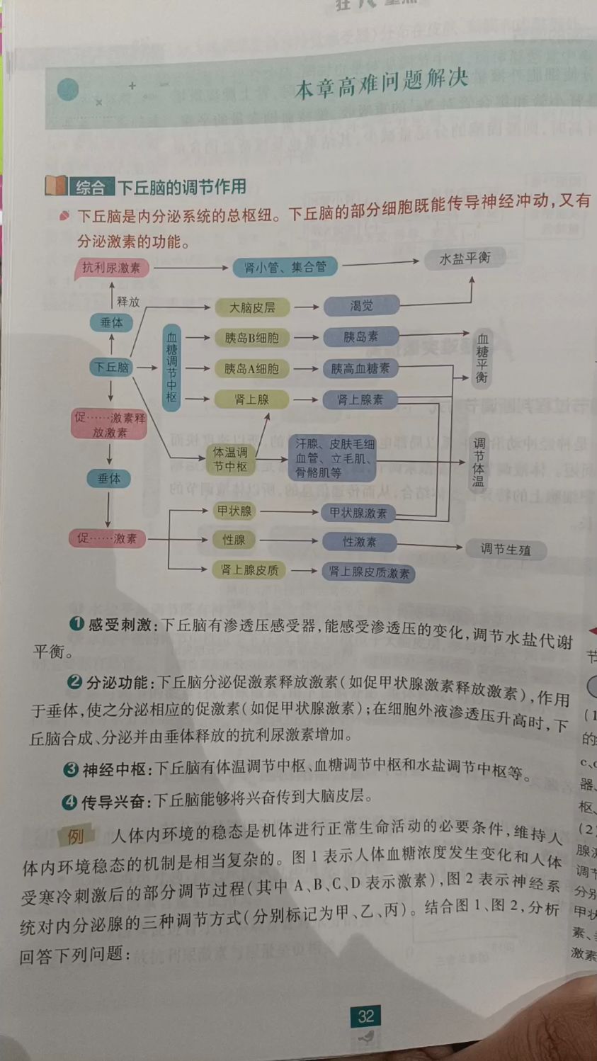 丘脑下部的生理功能图片