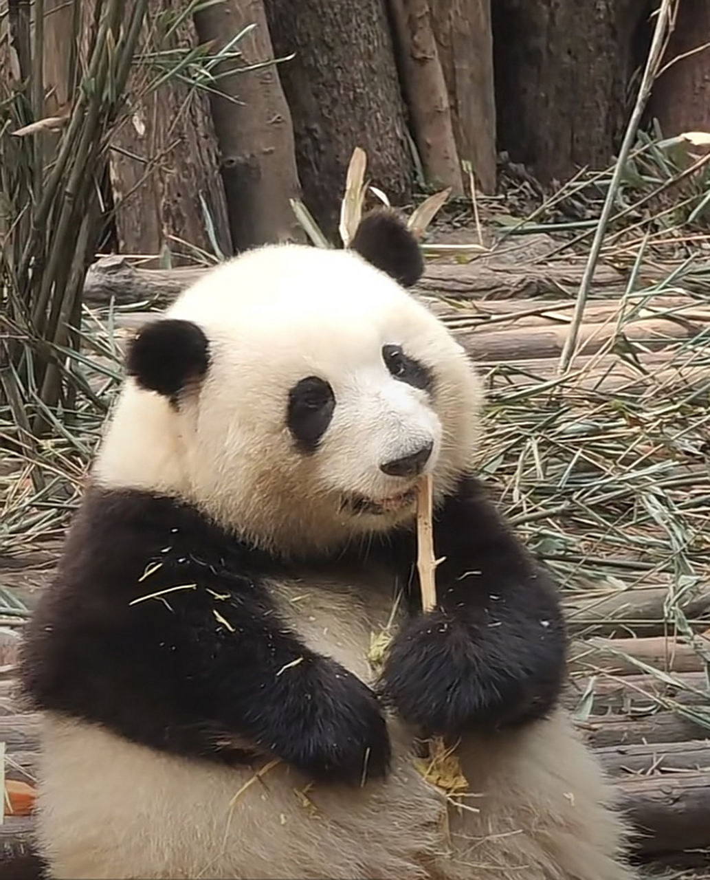 长得小巧玲珑,看着怎么像只小老鼠,但是比小老鼠可爱多了.