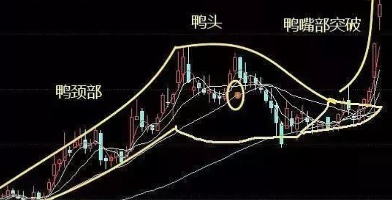 倒挂老鸭头形态是什么意思呢?