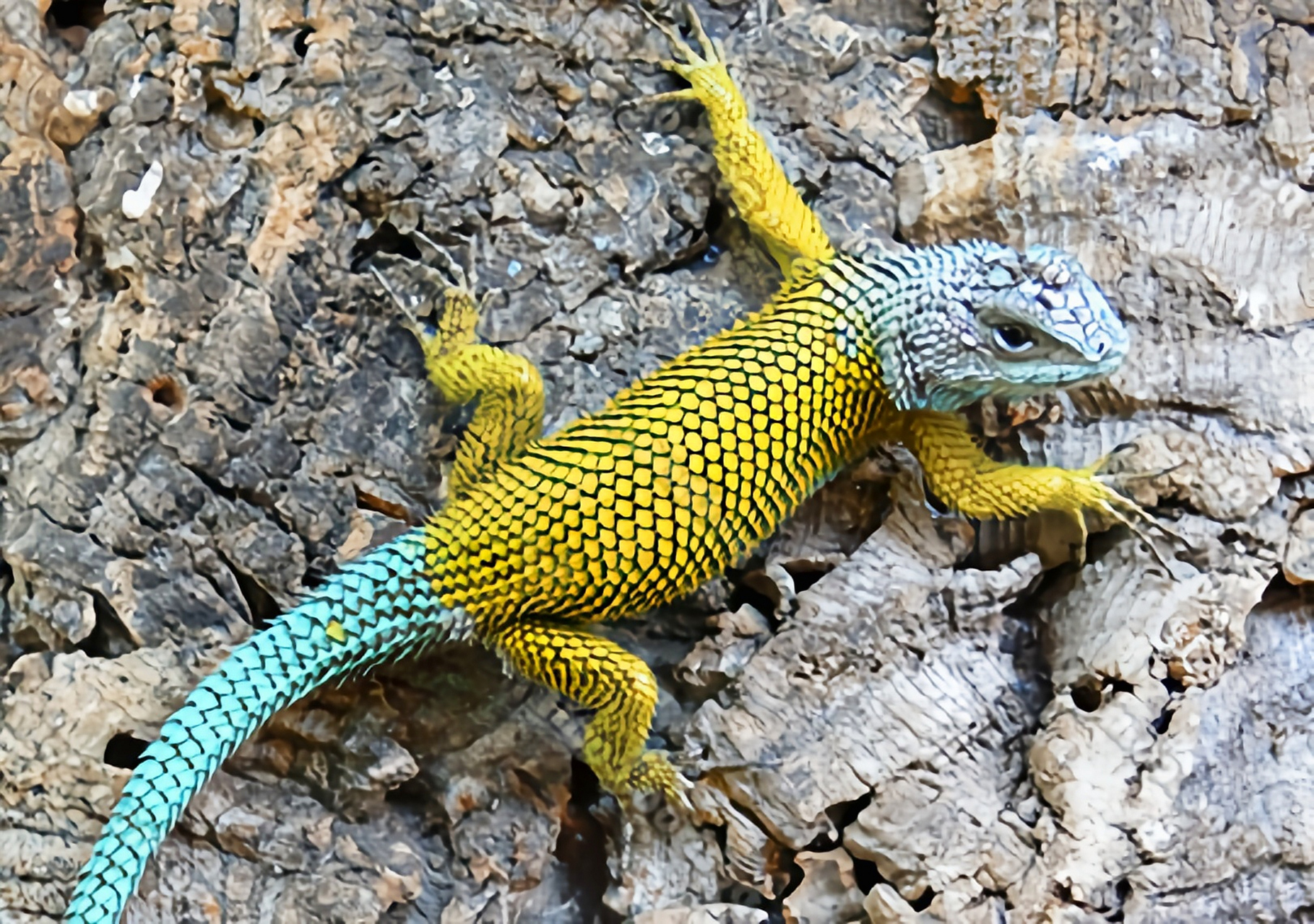 每天认识一种动物——孔雀针蜥 孔雀针蜥别名孔雀刺蜥原产于中美洲