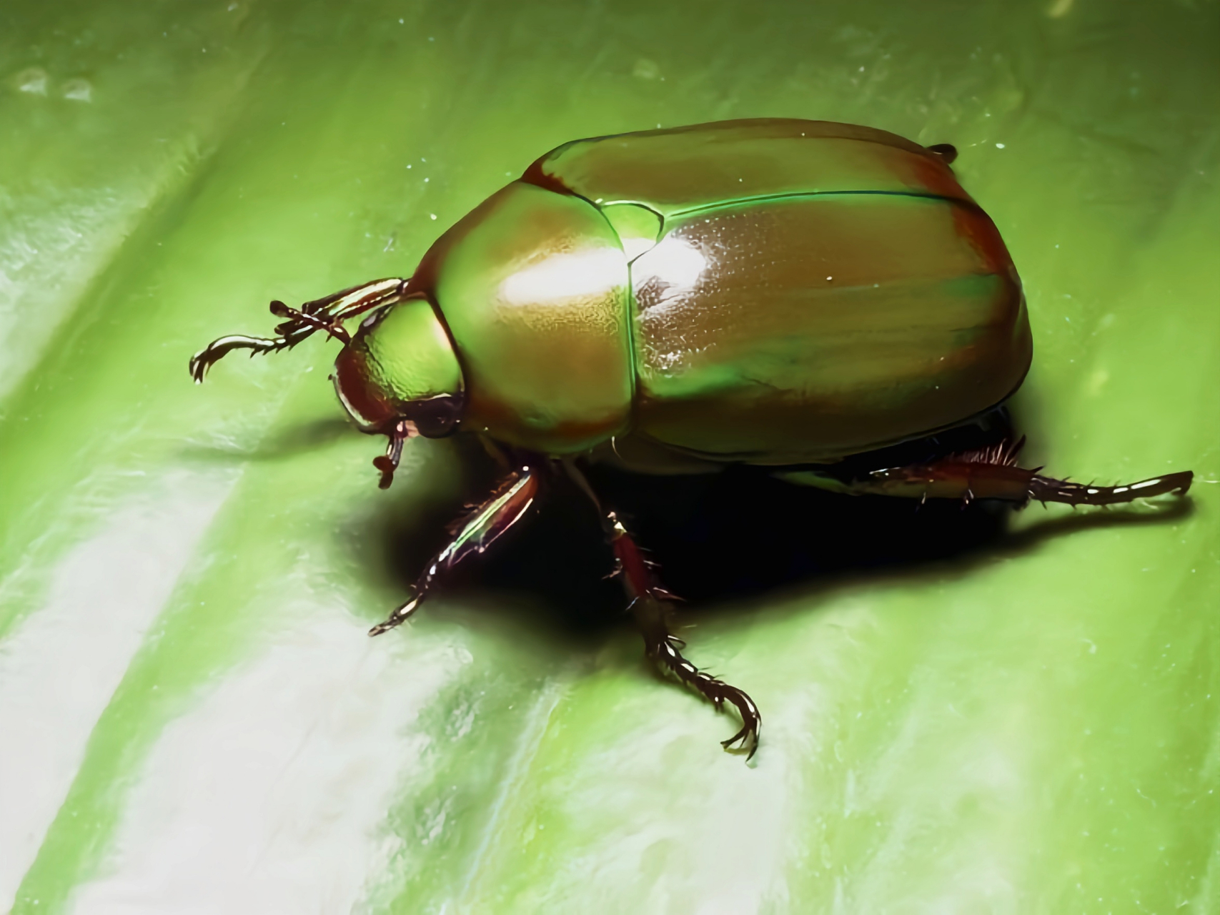 金龟子种类多,分布于广,食性杂,生活隐蔽,适应性强,是世界公认的难以