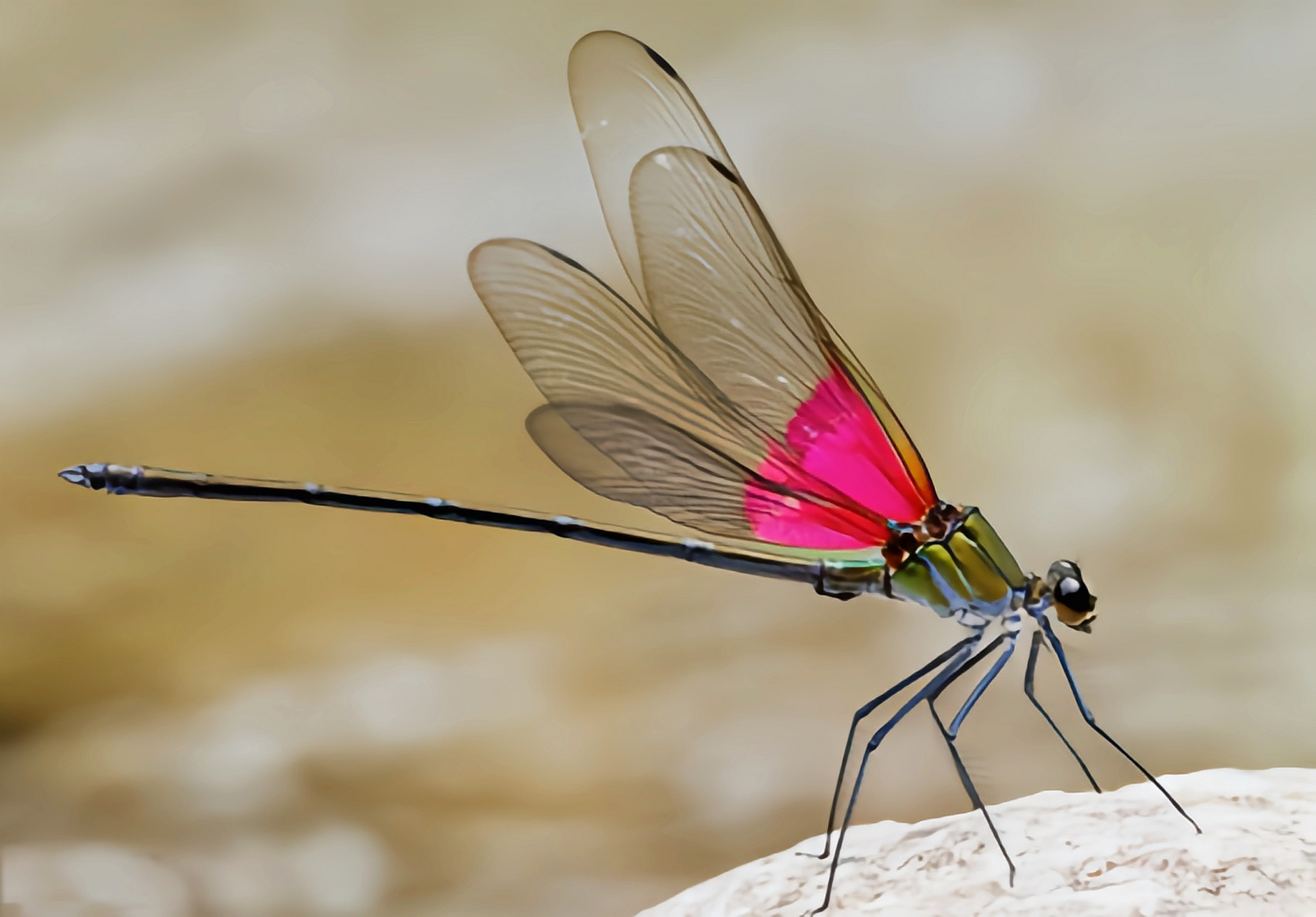 每天认识一种昆虫——赤基色蟌 赤基色蟌是蜻蜓目,色蟌科,赤基色蟌属