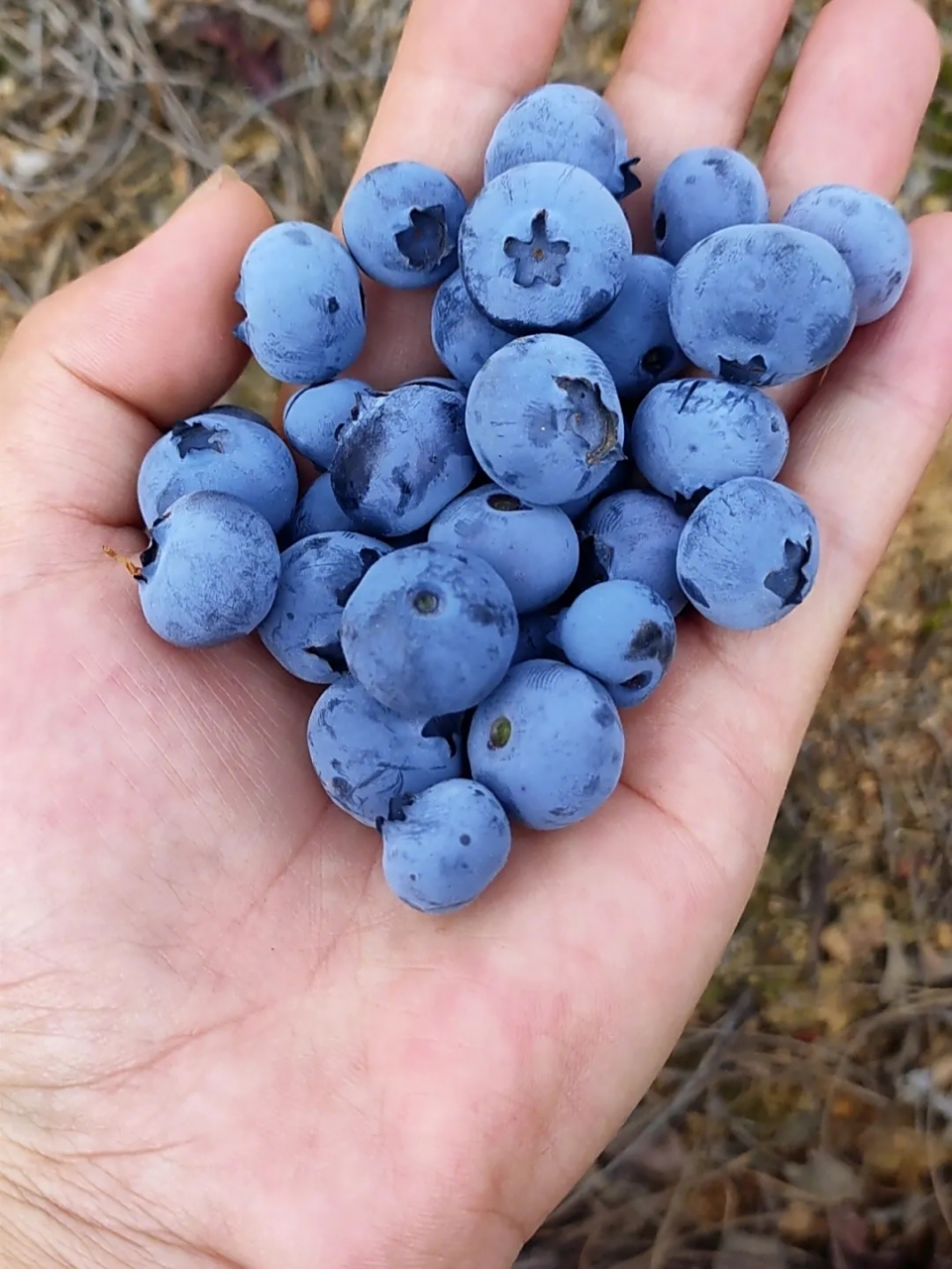 这个暑假,我带孩子在伊春买蓝莓,老板都是一抓一大把让我娃尝了再买