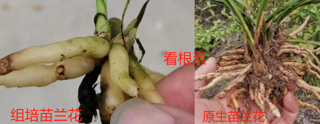 怎样判断兰花是组培的