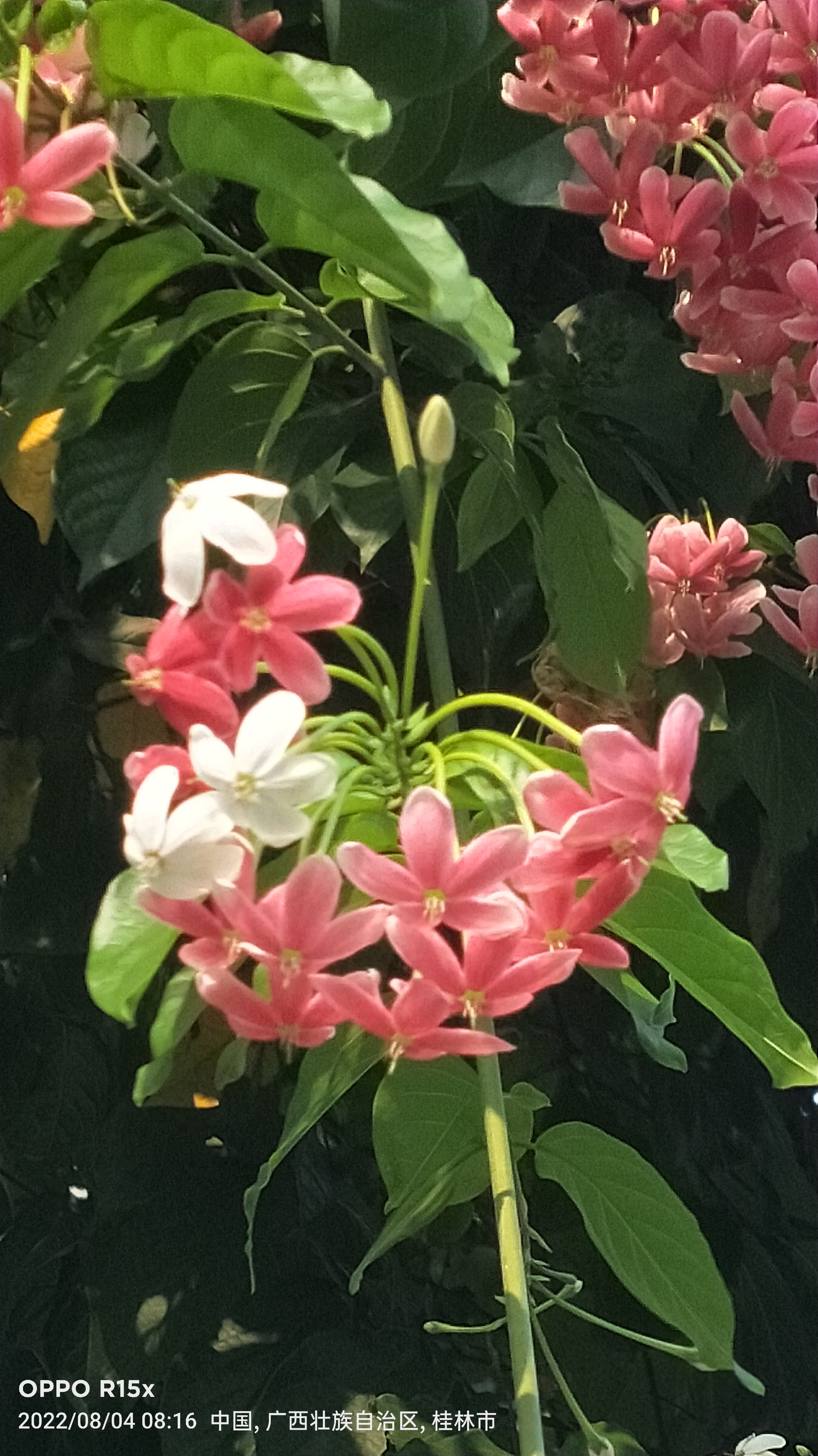 芳香四溢的使君子花