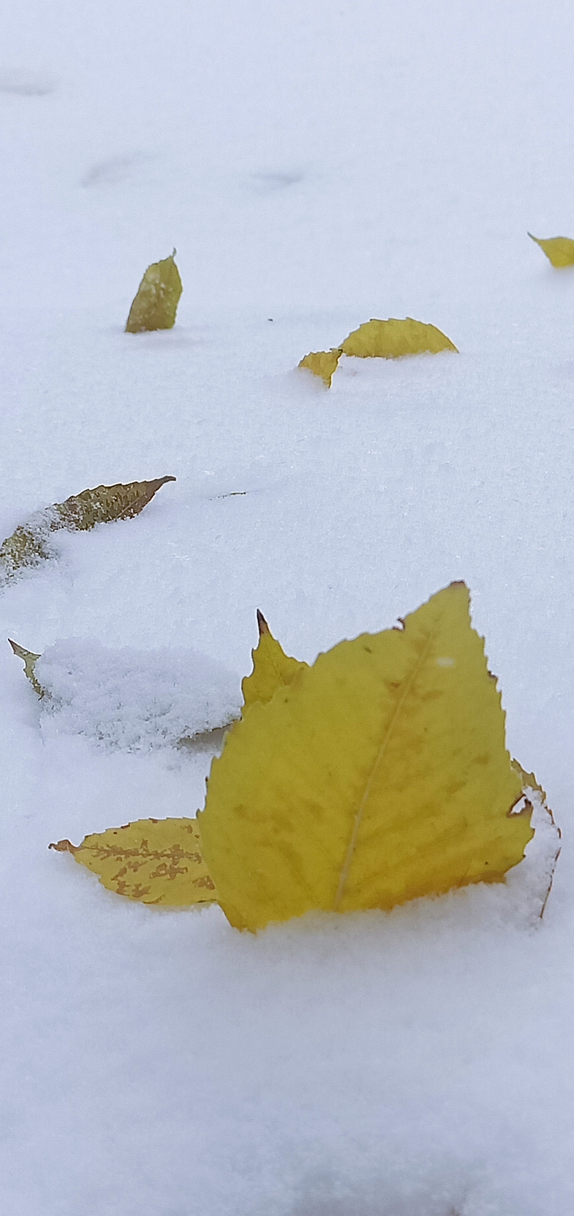 大雪纷飞图片真实艳阳图片