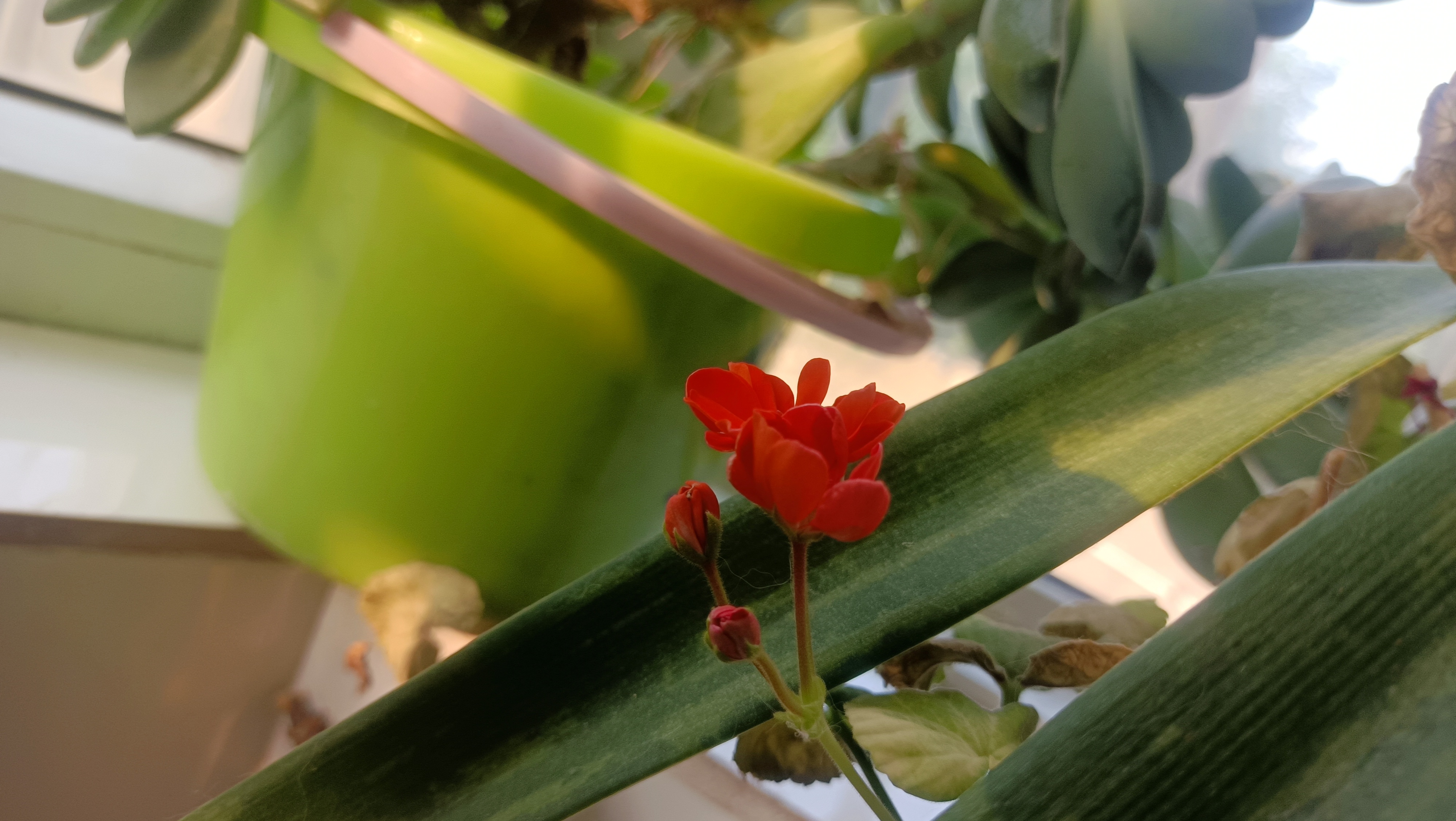 没了希望,  也许是那可望不可即的追求,  本身就是一场空欢喜,  才