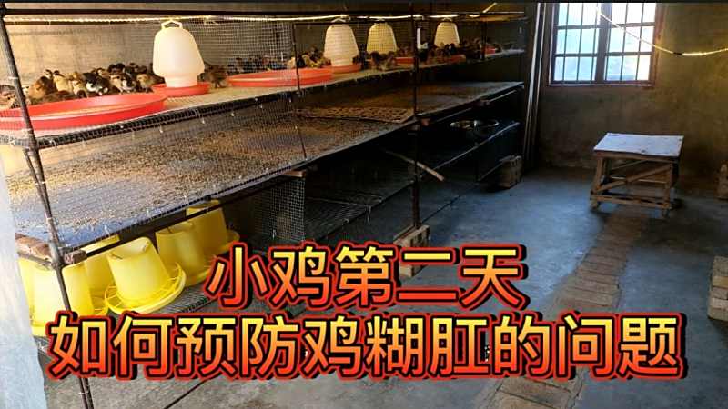 小鸡育雏室脱温的时候如何控制小鸡糊肛我告诉你们使用的药