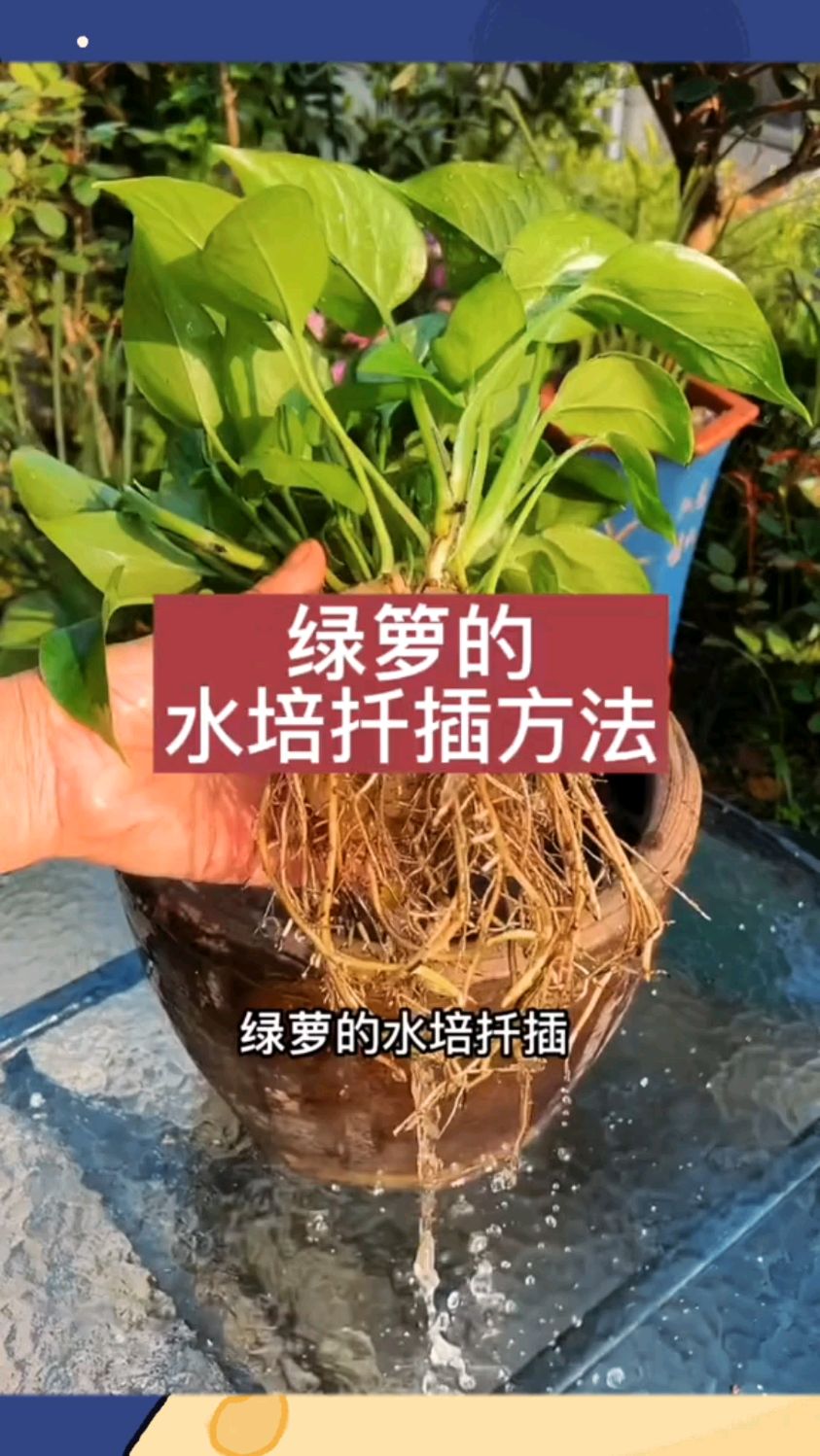 绿萝的水培扦插方法,学会了吗-度小视