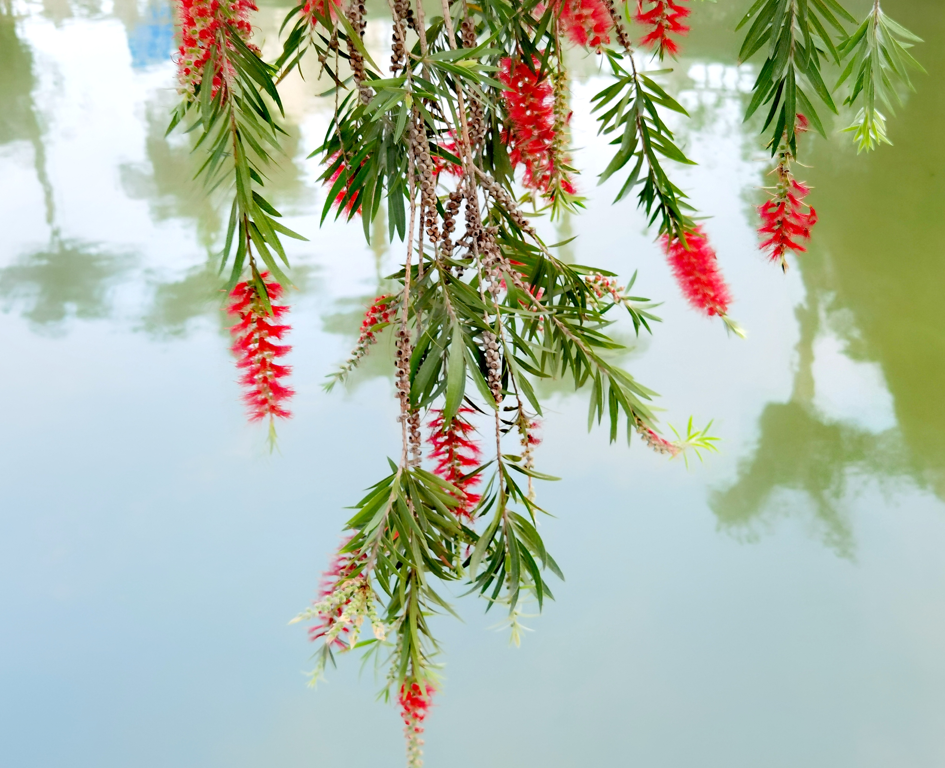 串钱柳花开红艳艳,花开一串串