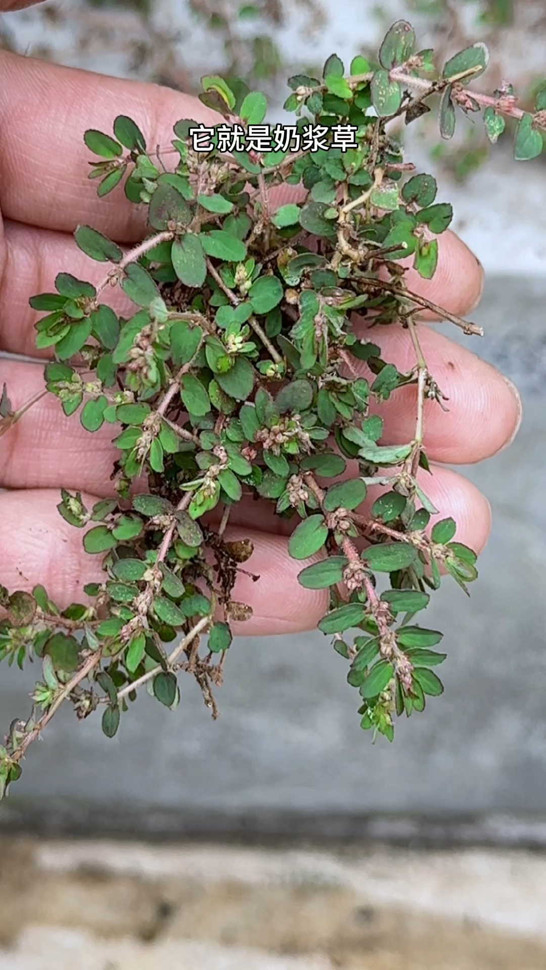 农村人采摘奶浆草,它的茎会流出白色汁液,你见过它吗?