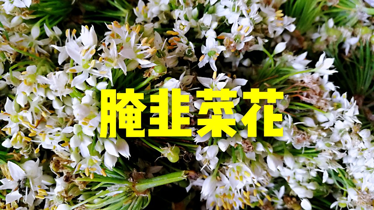 又到了腌韭菜花的季节了,手把手教你在家做,比外边卖的好吃的多