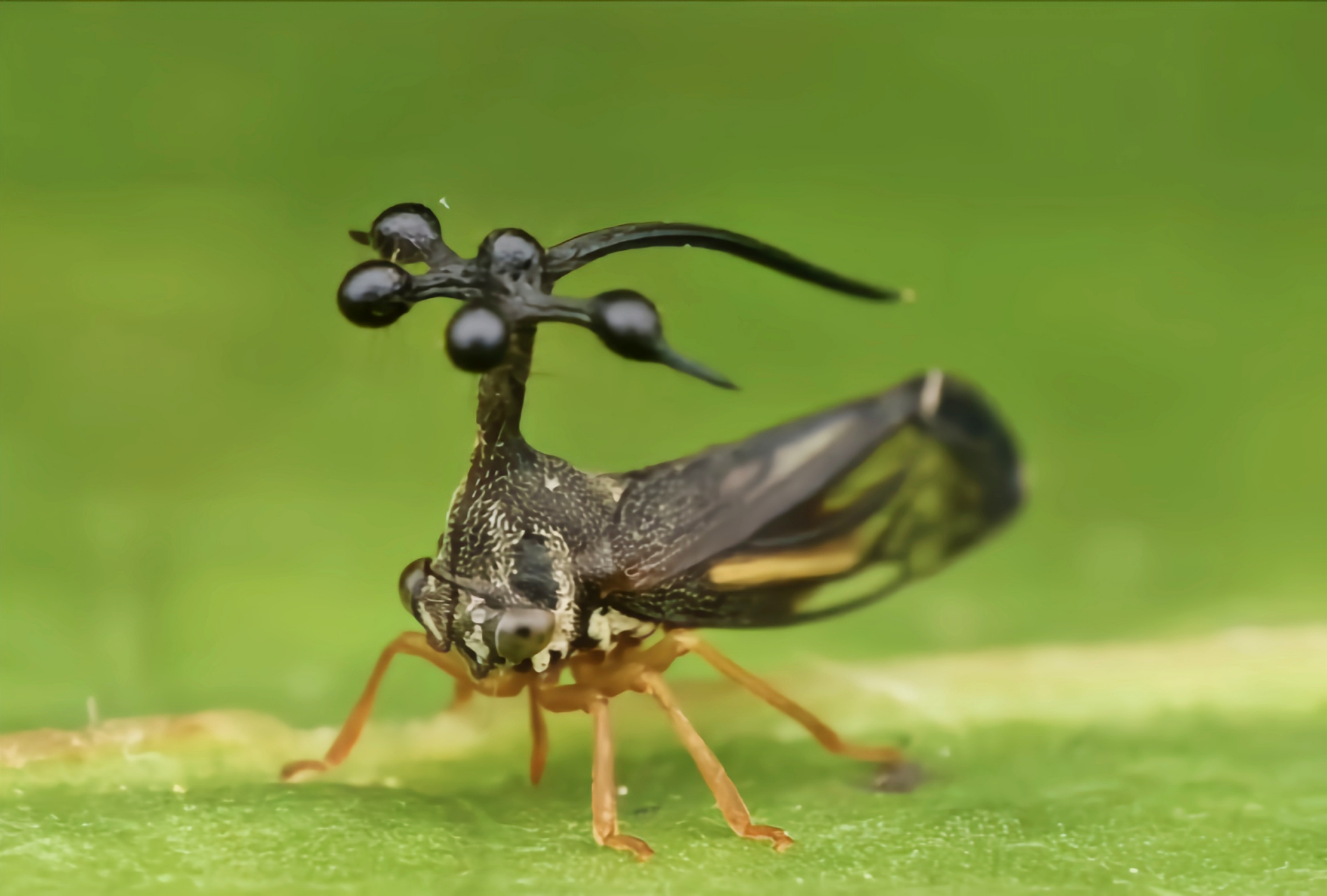 巴西角蝉又名四瘤角蝉,巴西瘤角蝉,是半翅目,角蝉科昆虫,原产于南美洲