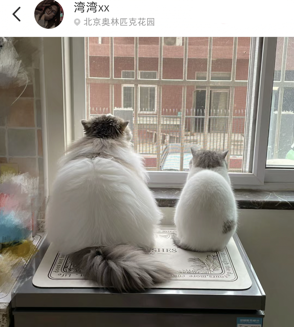 好可爱的两只猫咪,这背影形成了鲜明的对比![左捂脸]